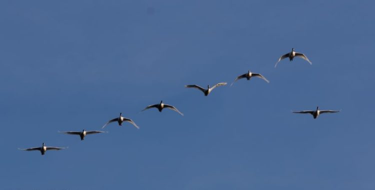A Andorinha Solitária e a Liderança, nos ensina que, embora um indivíduo isolado possa não mudar o mundo sozinho